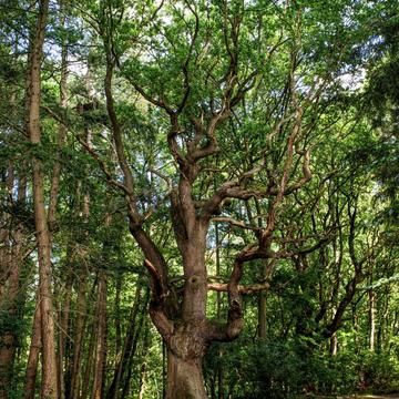 Old oak tree, Germany