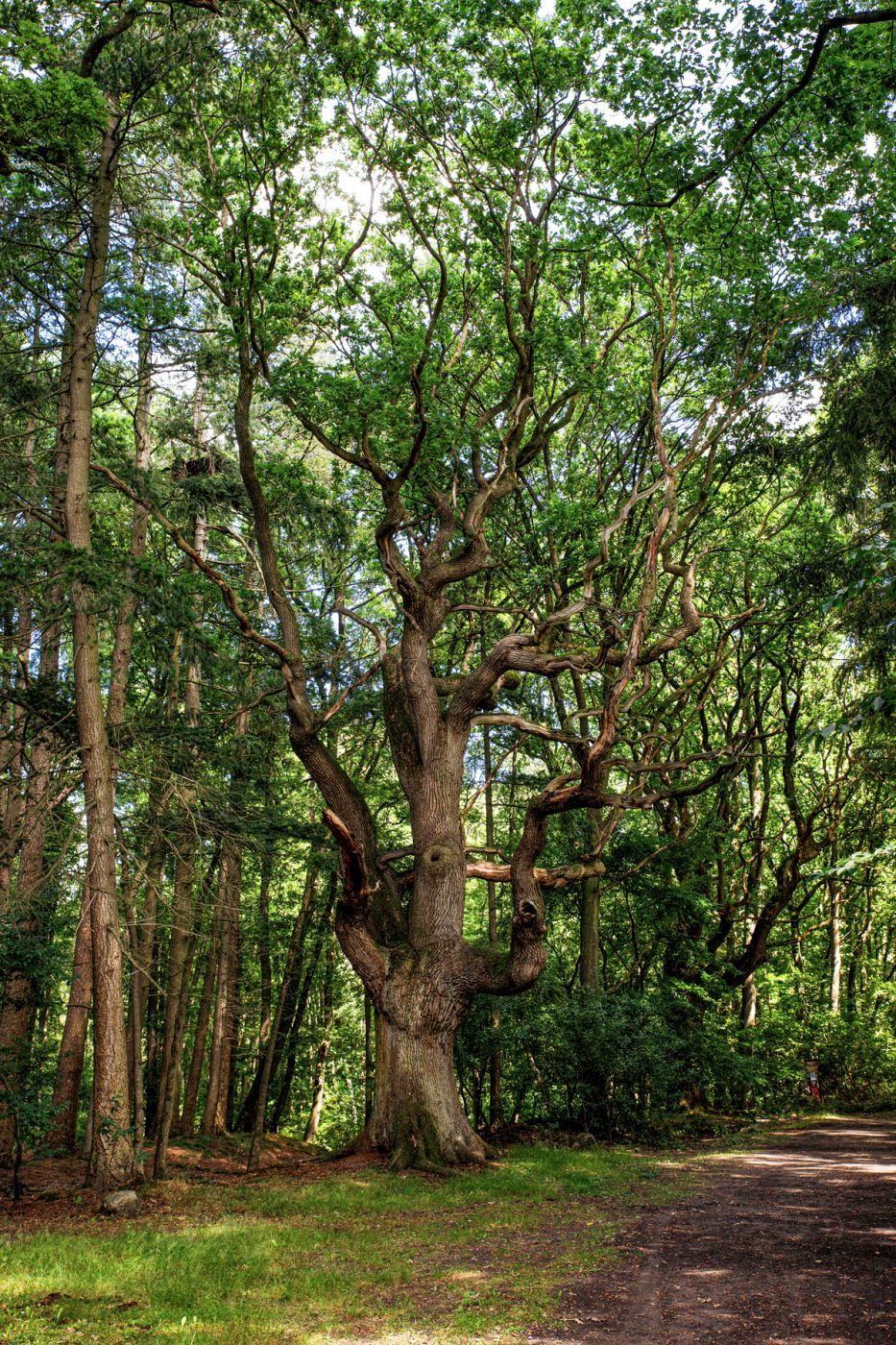Old oak tree, Germany