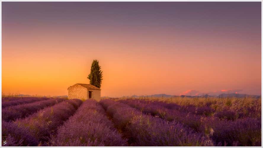 Lavender Fields Valensole
