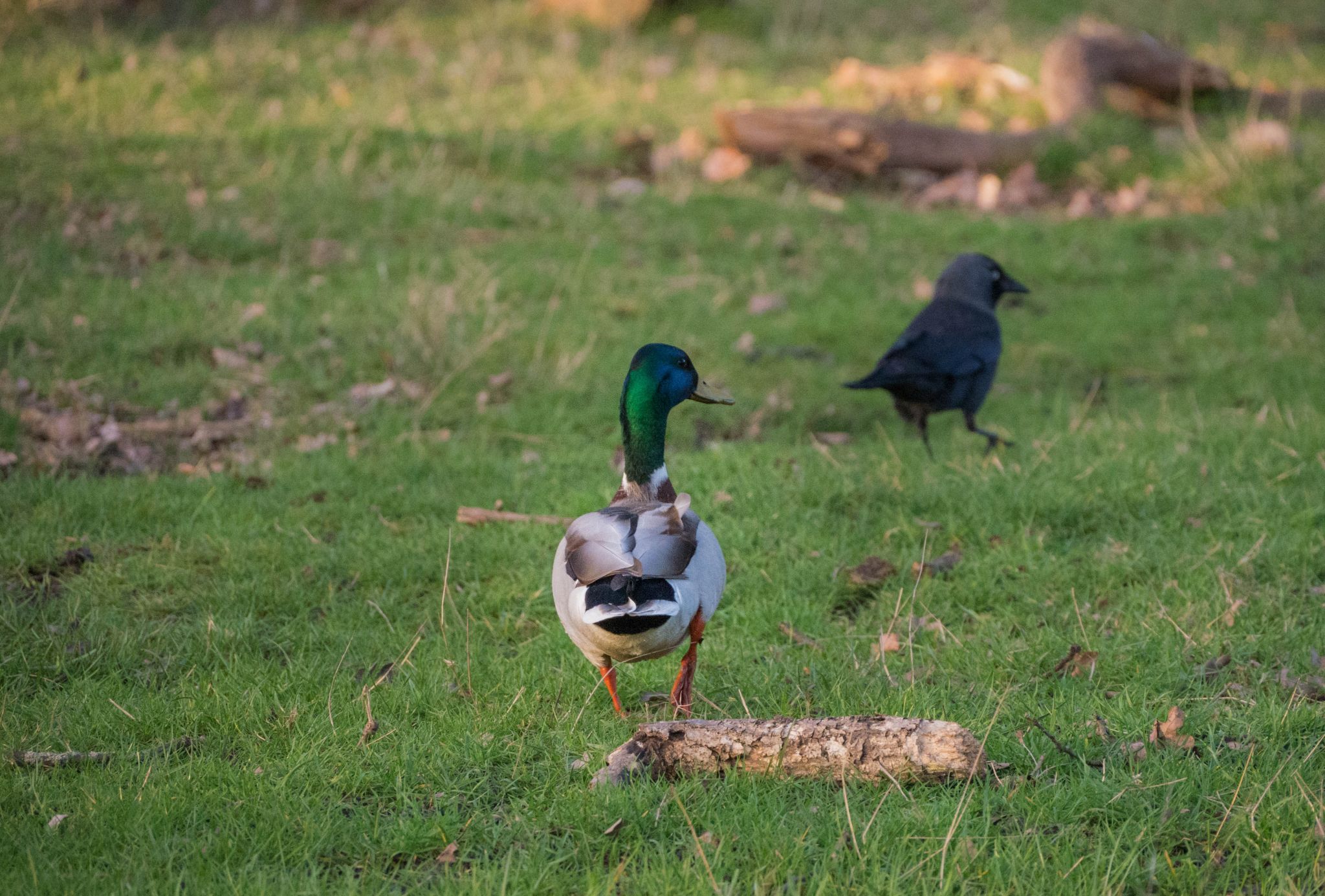 Richmond Park Animals, United Kingdom