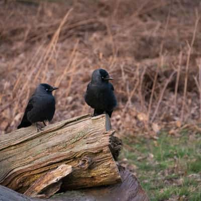 Richmond Park Animals, United Kingdom