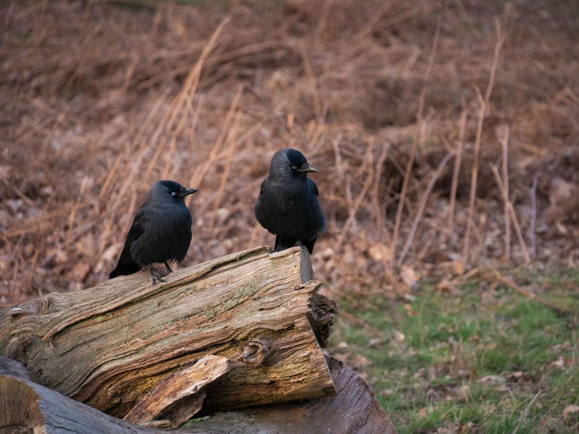 Richmond Park Animals, United Kingdom