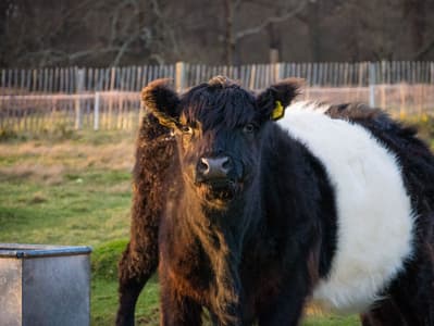 Richmond Park Animals