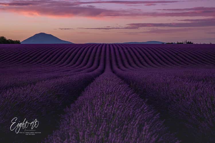 Rolling Lavender Fields