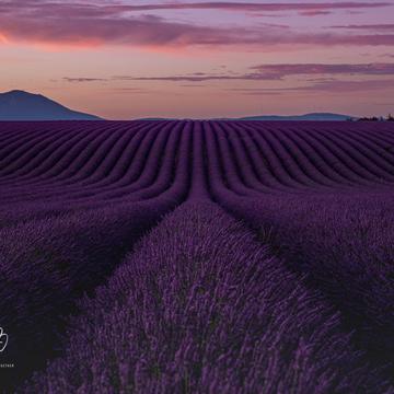 Rolling Lavender Fields, France