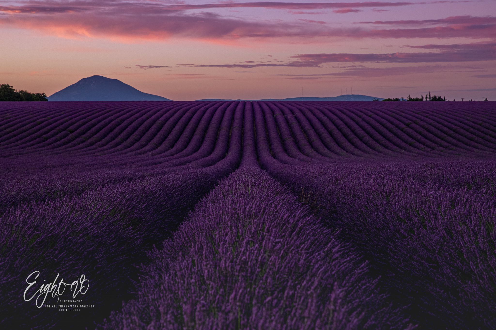 Rolling Lavender Fields, France