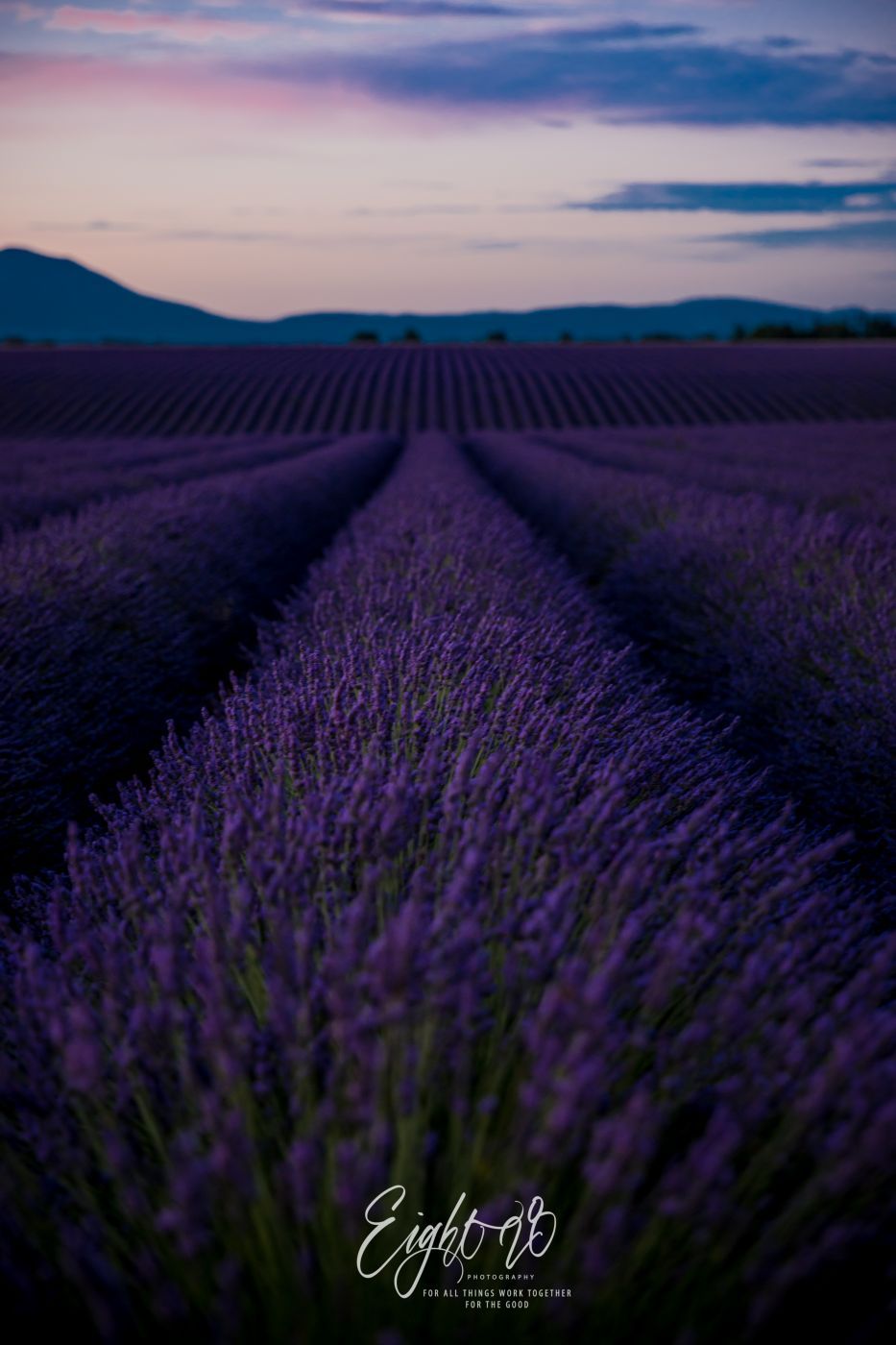 Rolling Lavender Fields, France