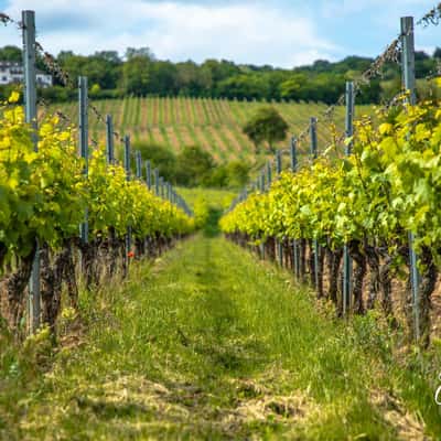 Rudesheim Vineyards, Germany