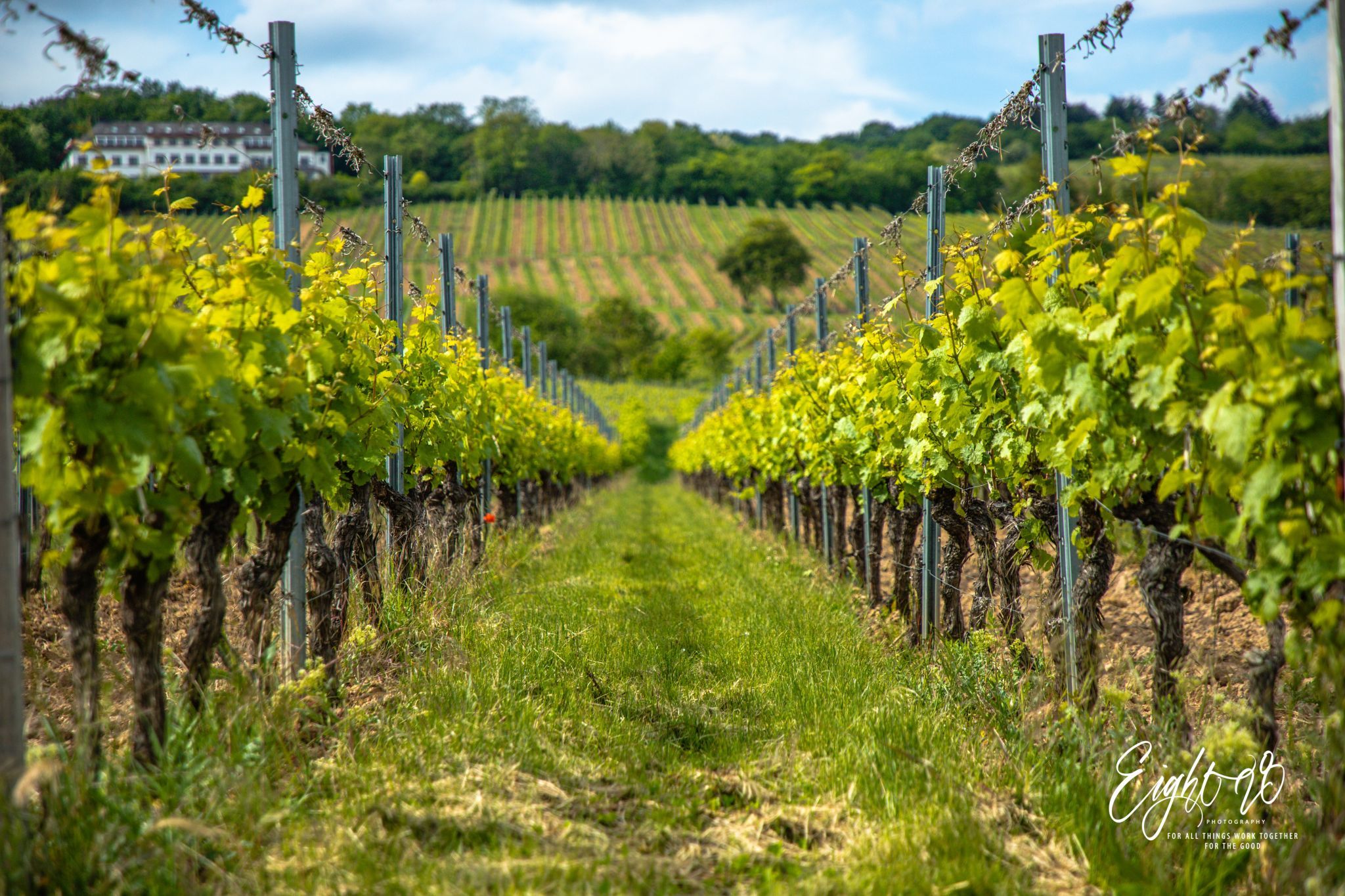 Rudesheim Vineyards, Germany