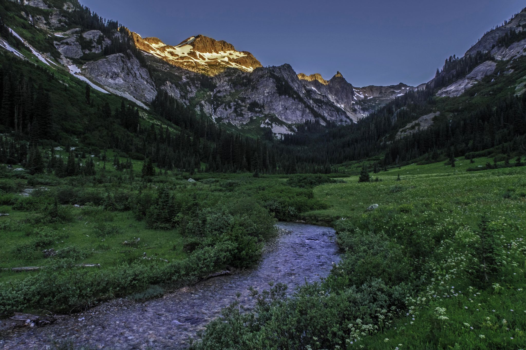 Spider Meadow 1, USA