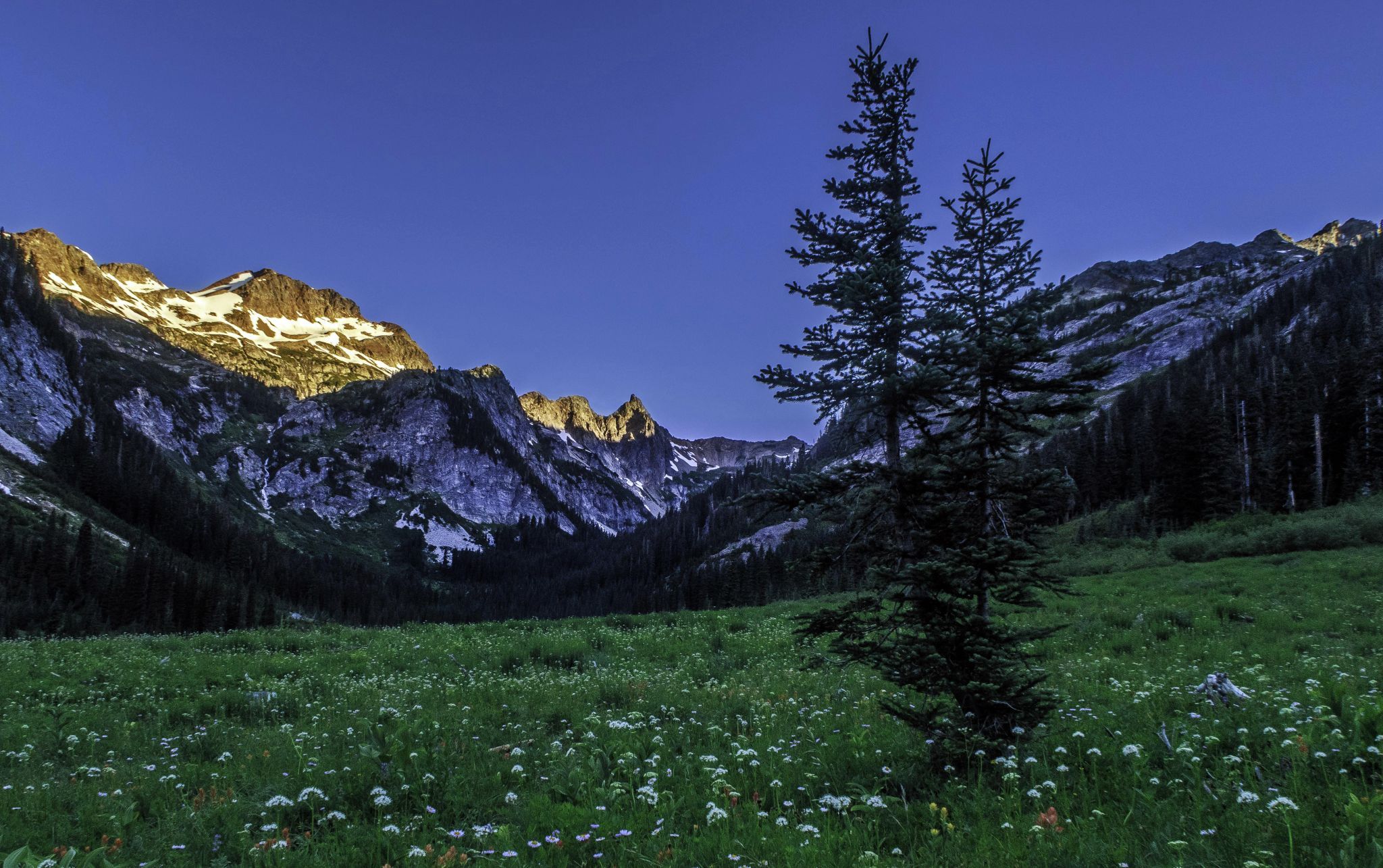Spider Meadow 1, USA