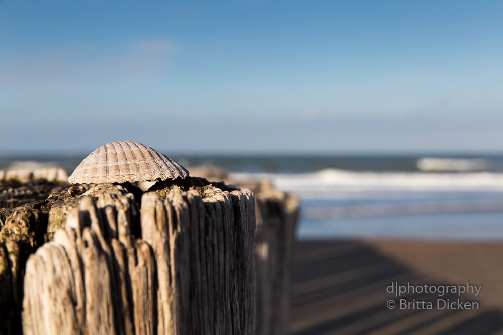 Wooden Breakwater, Domburg, Netherlands