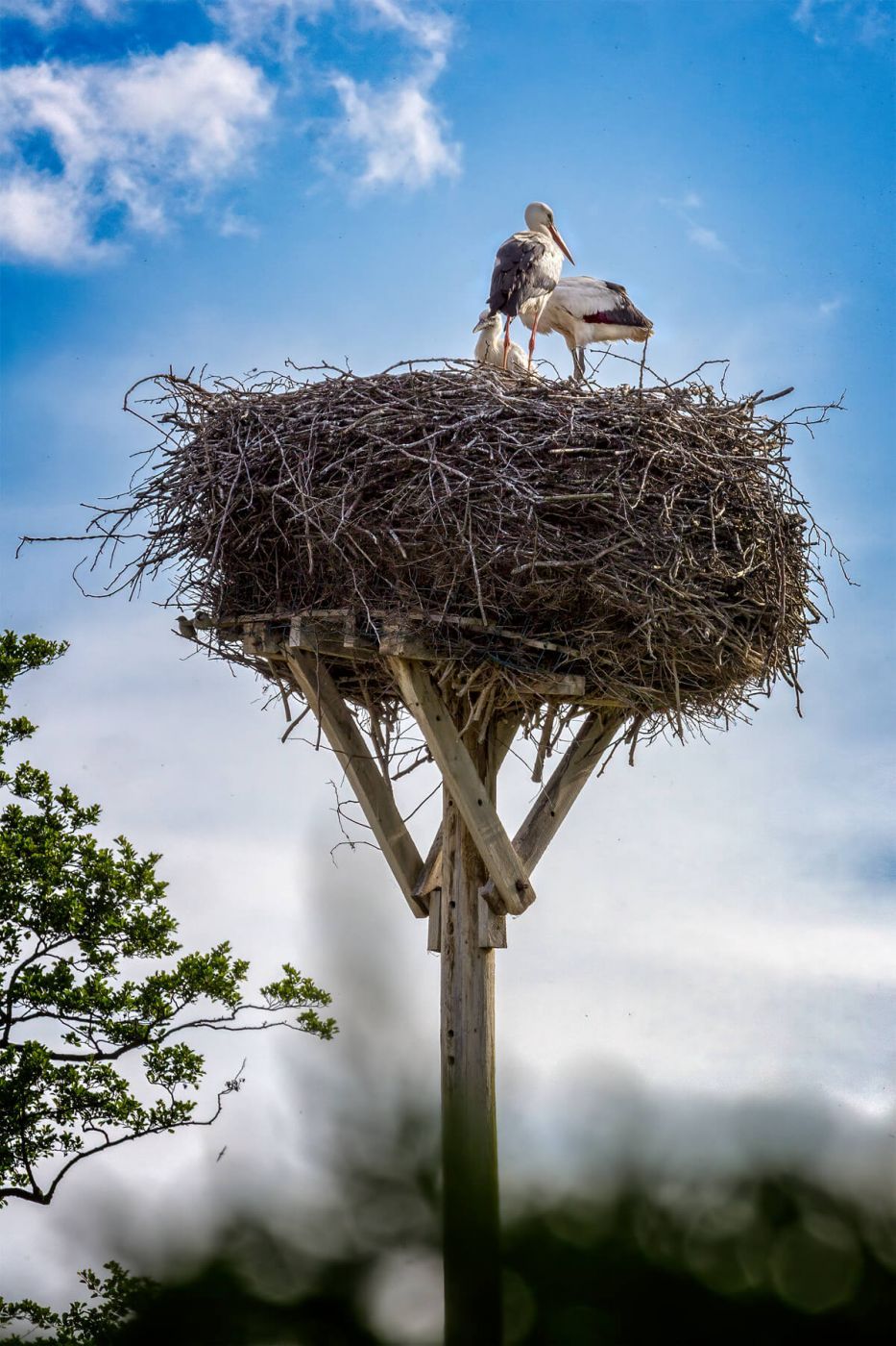 Storks Nest at Dümmer Lake, Germany