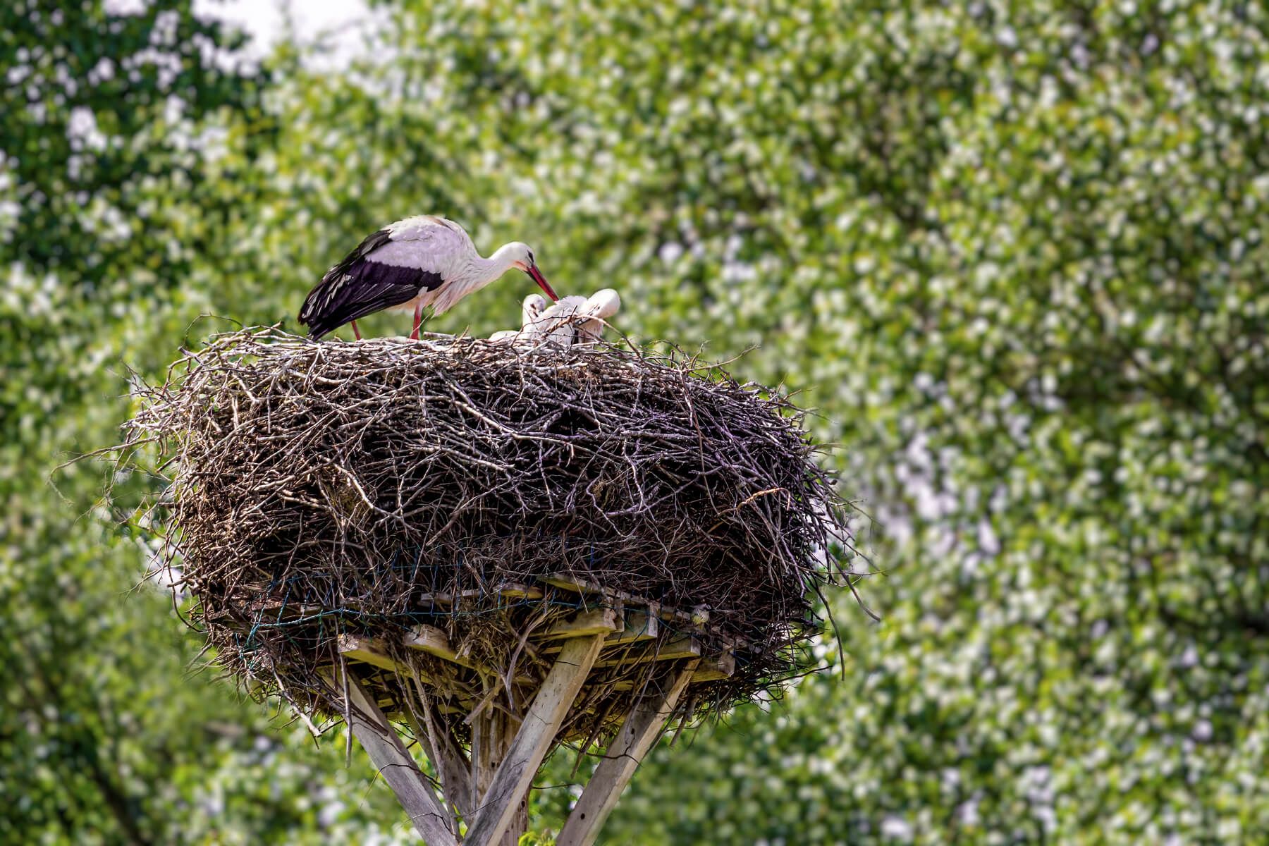 Storks Nest at Dümmer Lake, Germany