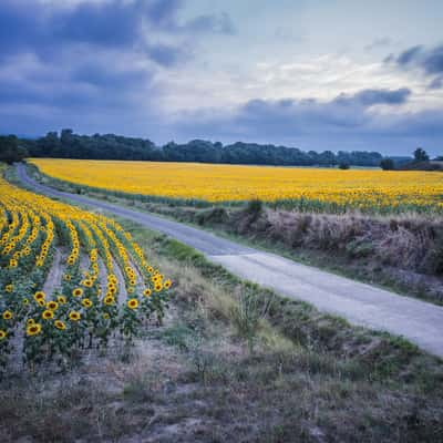 Sunflower field, France