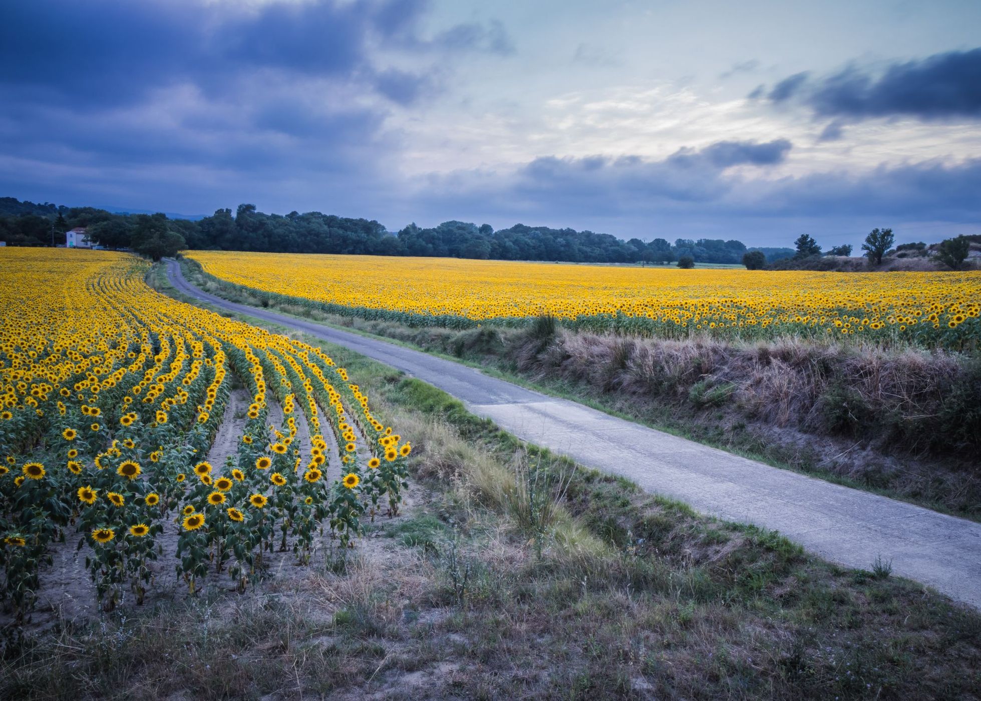 Sunflower field, France