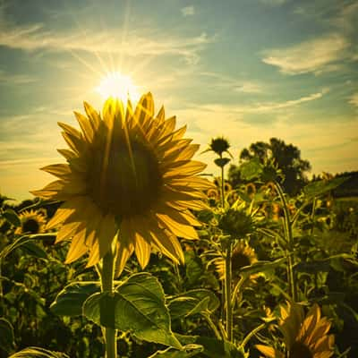 Sunflowerfield Karlsruhe, Germany