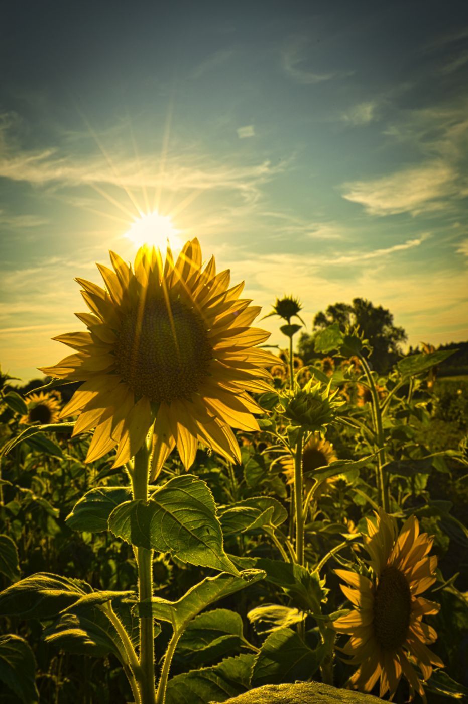 Sunflowerfield Karlsruhe, Germany