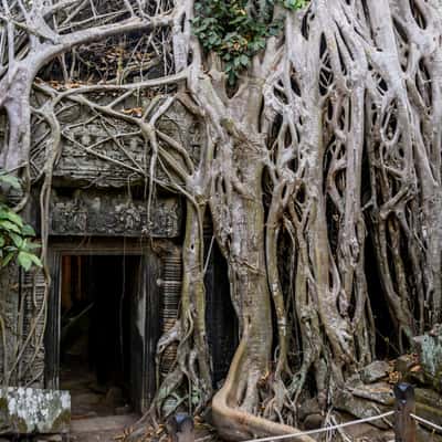 Ta Prohm, Cambodia