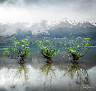 The Willow Trees of Glenorchy