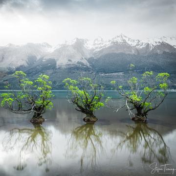 The Willow Trees of Glenorchy, New Zealand