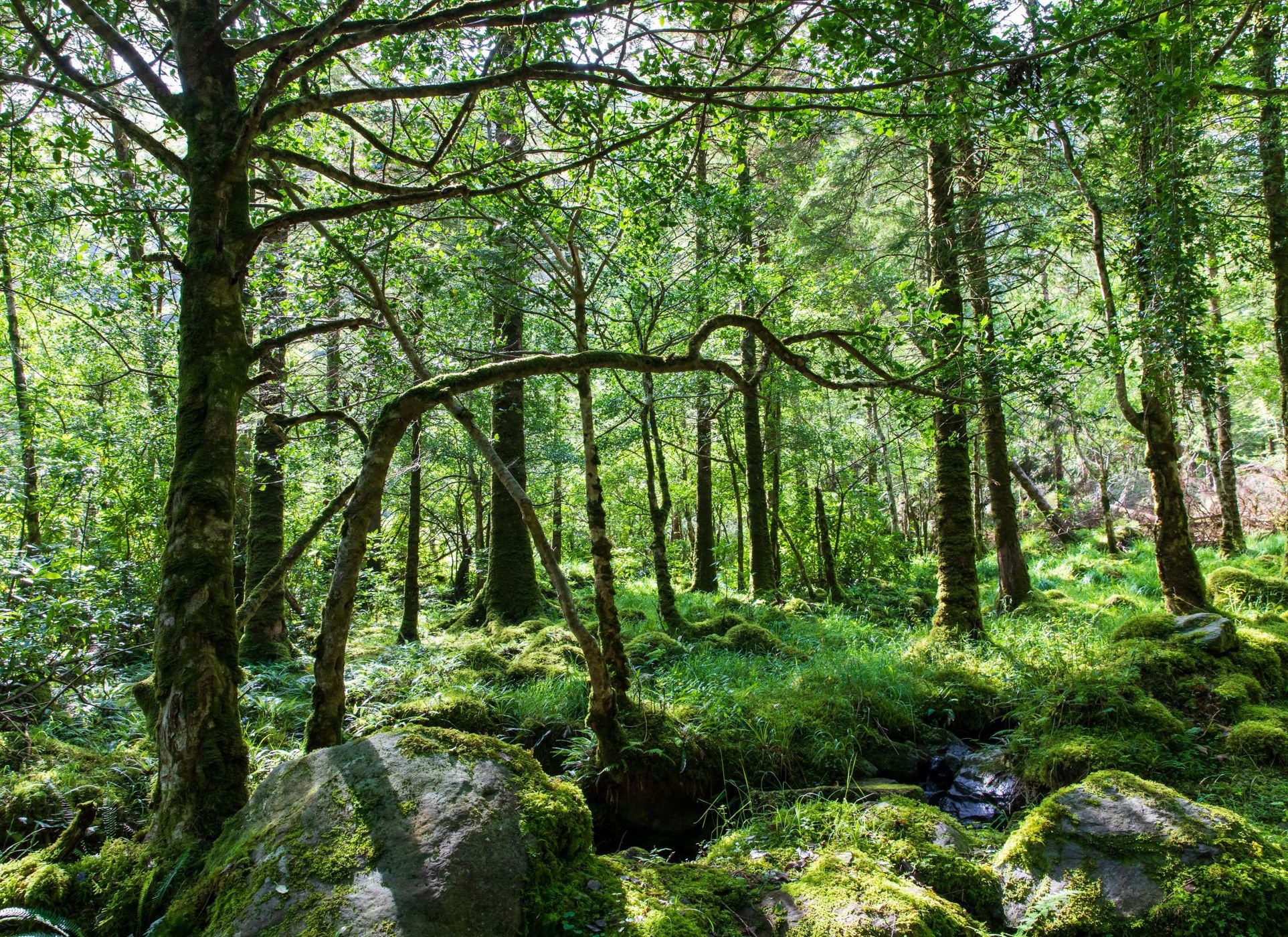Torc Mountain, Ireland