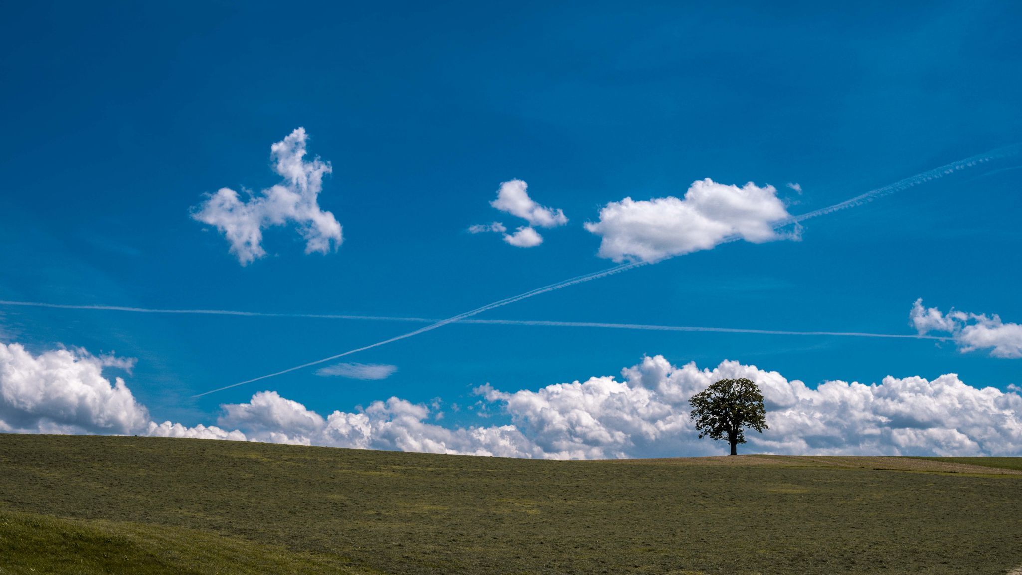 Tree at La Brillaz, Fribourg, Switzerland