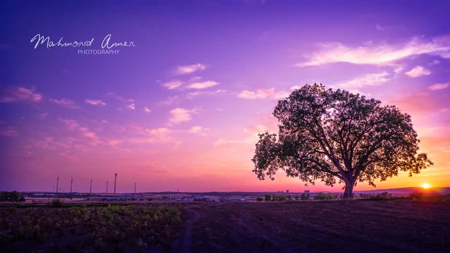 Tree in the sunset.