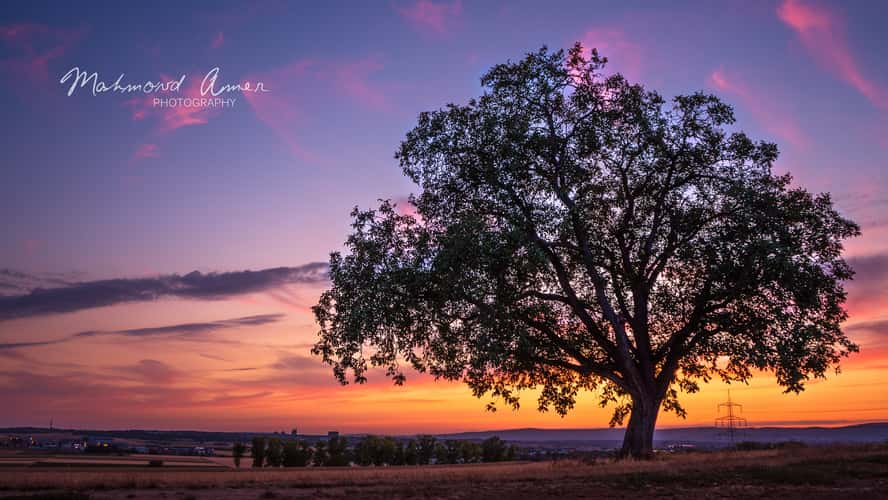 Tree in the sunset.