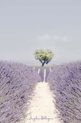 Lavender field in Valensole
