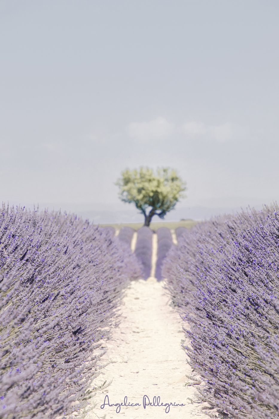 Lavender field in Valensole, France
