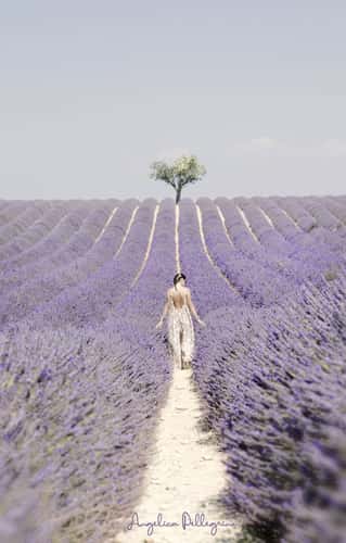 Lavender field in Valensole