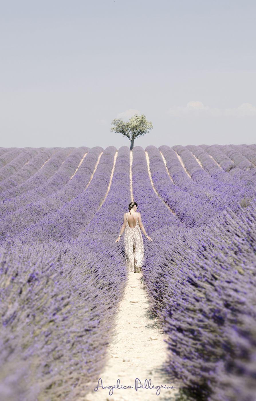 Lavender field in Valensole, France