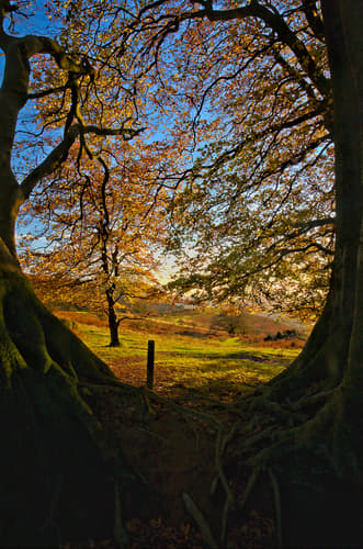 Triscombe Stone