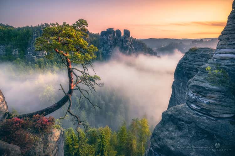 Wetterkiefer bei der Bastei  - Elbsandsteingebirge