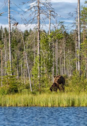 Wild Brown Bear Center Finland