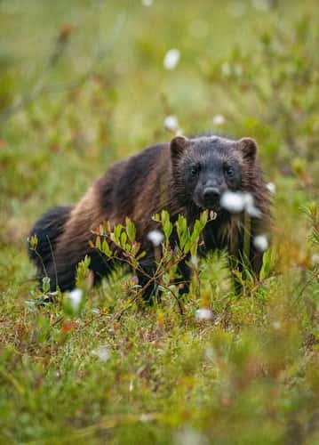 Wild Brown Bear Center Finland