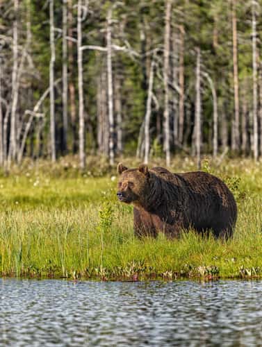 Wild Brown Bear Center Finland
