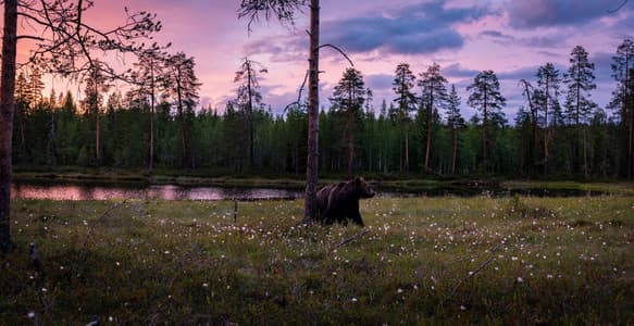 Wild Brown Bear Center Finland