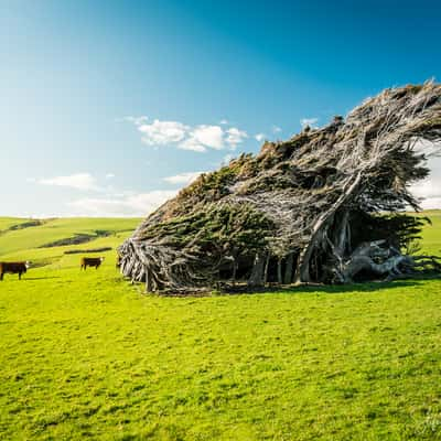 Windy Catlins, New Zealand