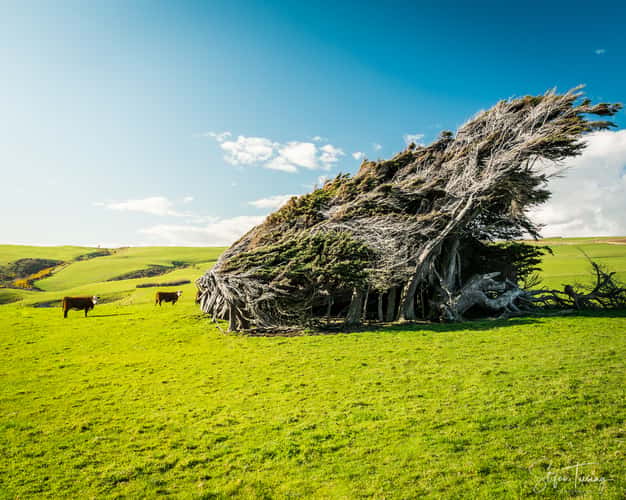 Windy Catlins