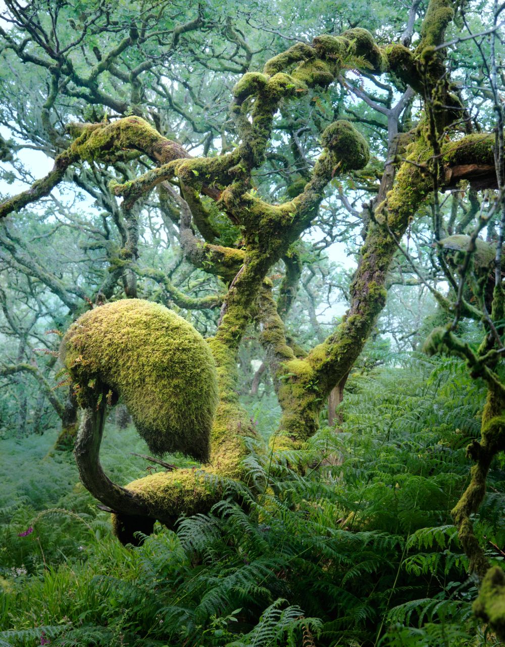Wistman Woods, United Kingdom