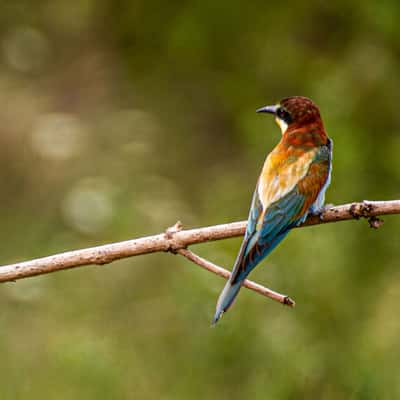 Bee-eater colony, Germany