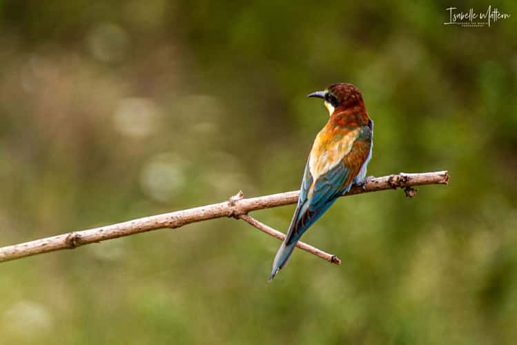 Bee-eater colony
