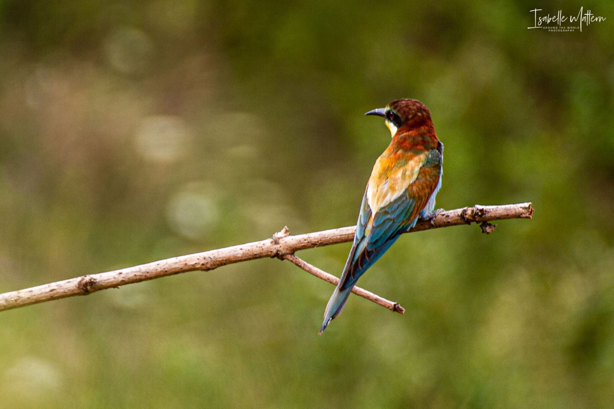 Bee-eater colony, Germany