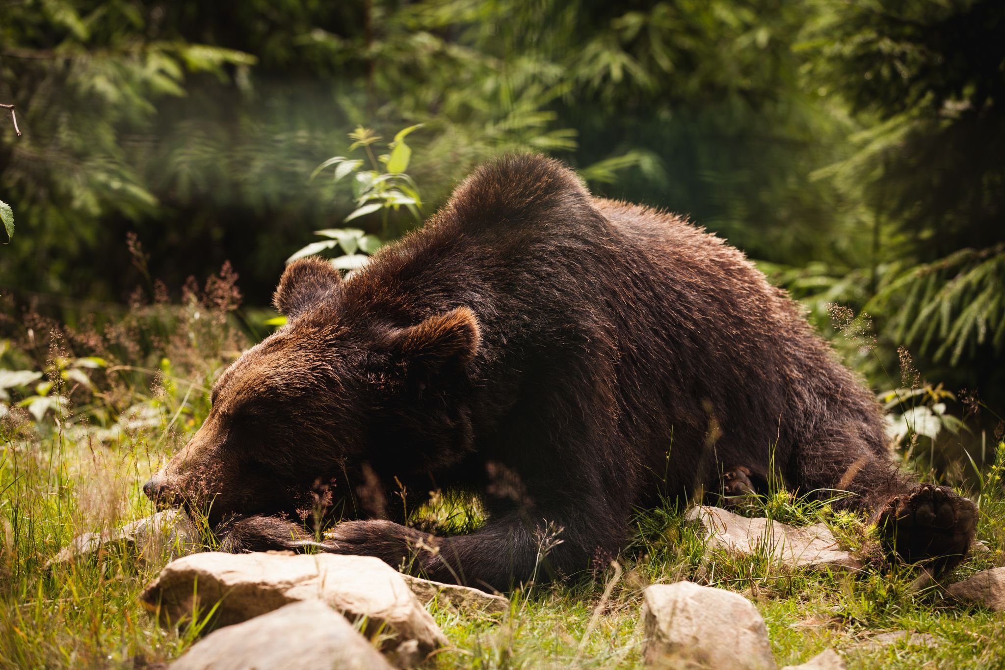 Brown Bear Rehabilitation Center, Ukraine