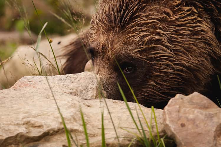 Brown Bear Rehabilitation Center