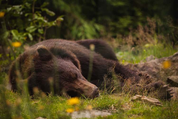 Brown Bear Rehabilitation Center