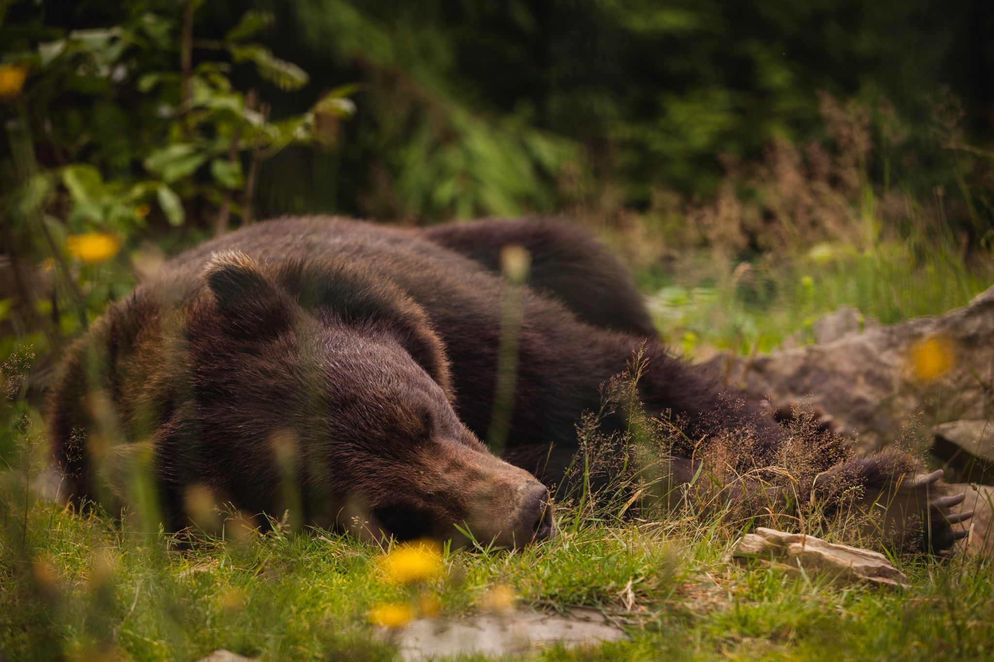 Brown Bear Rehabilitation Center, Ukraine