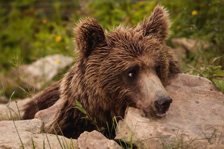 Brown Bear Rehabilitation Center